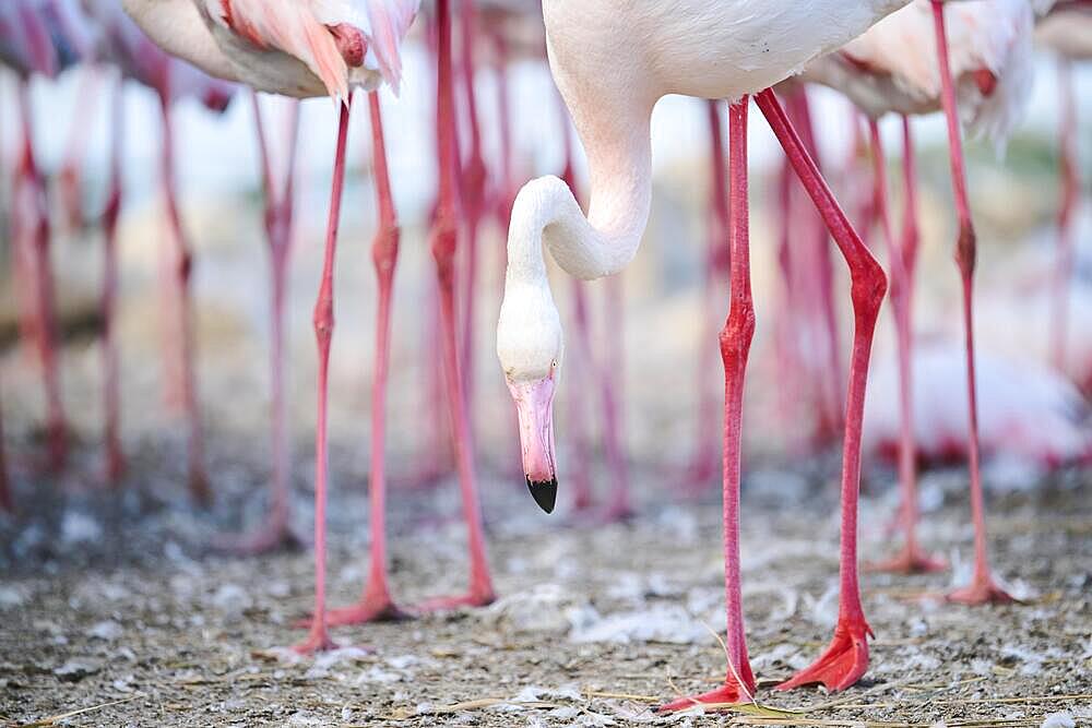 Greater flamingo (Phoenicopterus roseus) portrait, France, Europe