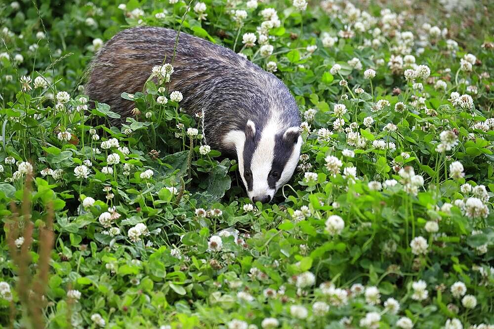 European badger (Meles meles), adult, foraging, meadow, Surrey, England, Great Britain