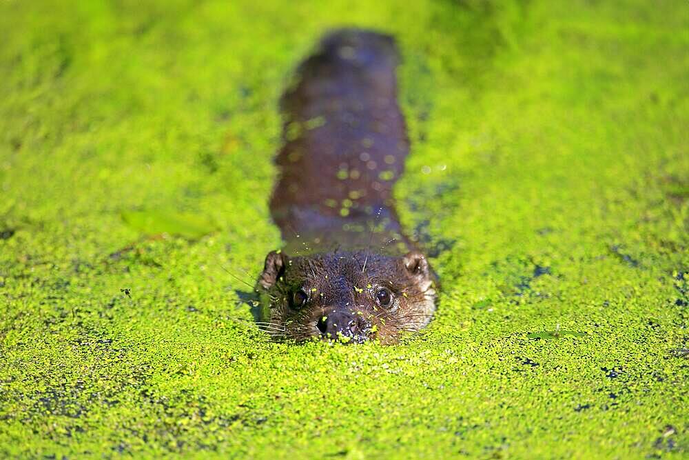 European otter (Lutra lutra), adult, swimming, in water, portrait, foraging, Surrey, England, Great Britain