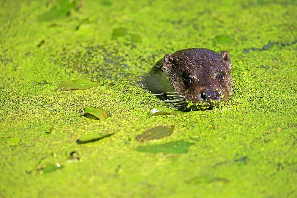 European otter (Lutra lutra), adult, swimming, in water, portrait, foraging, Surrey, England, Great Britain