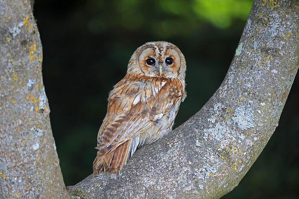 Tawny owl (Strix aluco), adult, in summer, in tree, alert, Surrey, England, Great Britain