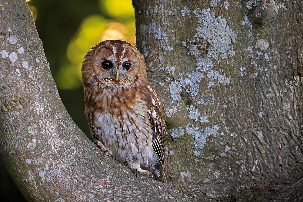 Tawny owl (Strix aluco), adult, in summer, in tree, alert, Surrey, England, Great Britain