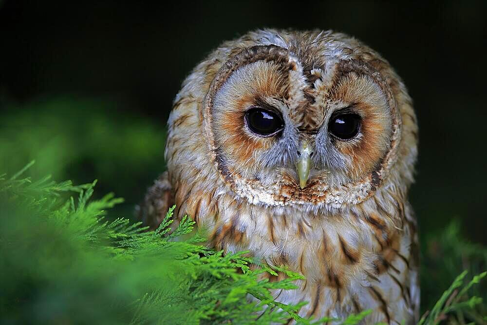 Tawny owl (Strix aluco), adult, in summer, on tree, alert, portrait, Surrey, England, Great Britain