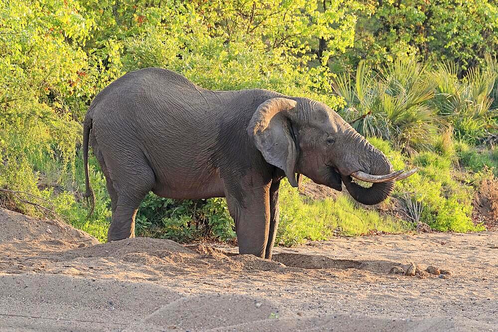 African elephant (Loxodonta africana), adult, on riverbed, water foraging, drinking, digging, foraging, Kruger National Park, South Africa, Africa