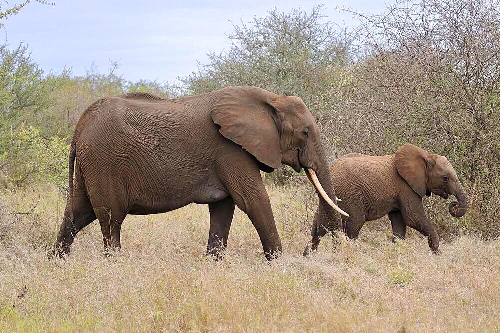 African elephant (Loxodonta africana), adult, female, mother, young, foraging, Kruger National Park, South Africa, Africa