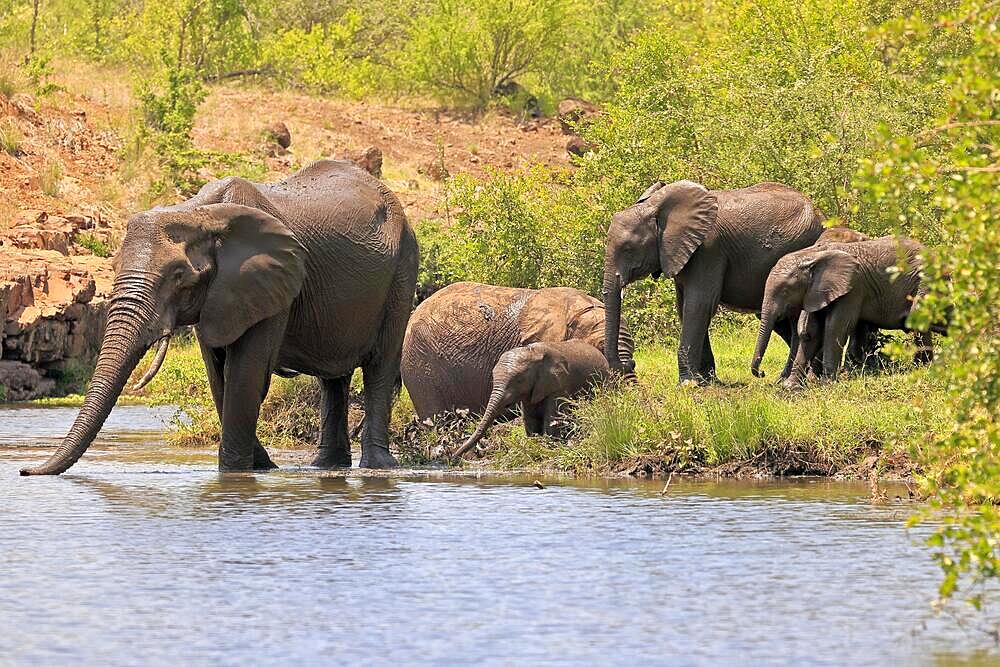 African elephant (Loxodonta africana), adult, young, at the water, drinking, group, herd, Kruger National Park, South Africa, Africa