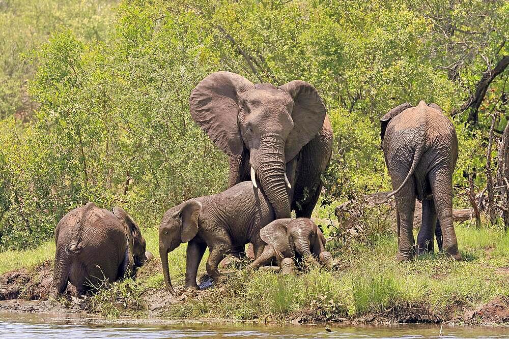 African elephant (Loxodonta africana), adult, young, waterfront, group, herd, Kruger National Park, South Africa, Africa