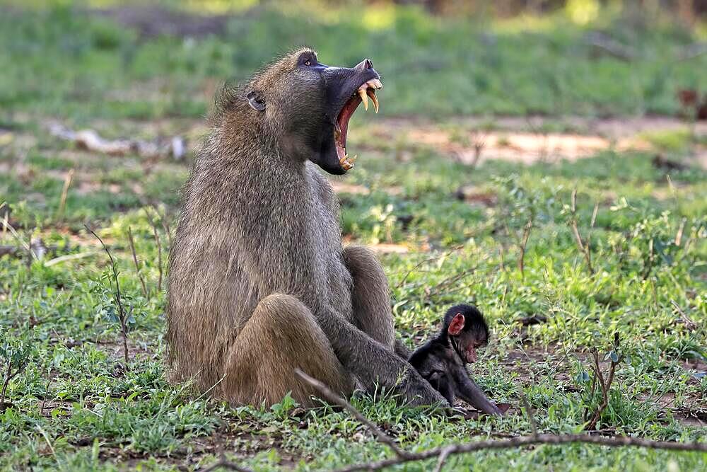 Bear baboon, chacma baboon (Papio ursinus), adult, female, mother, yawning, young, baby, together, Kruger National Park, South Africa, Africa