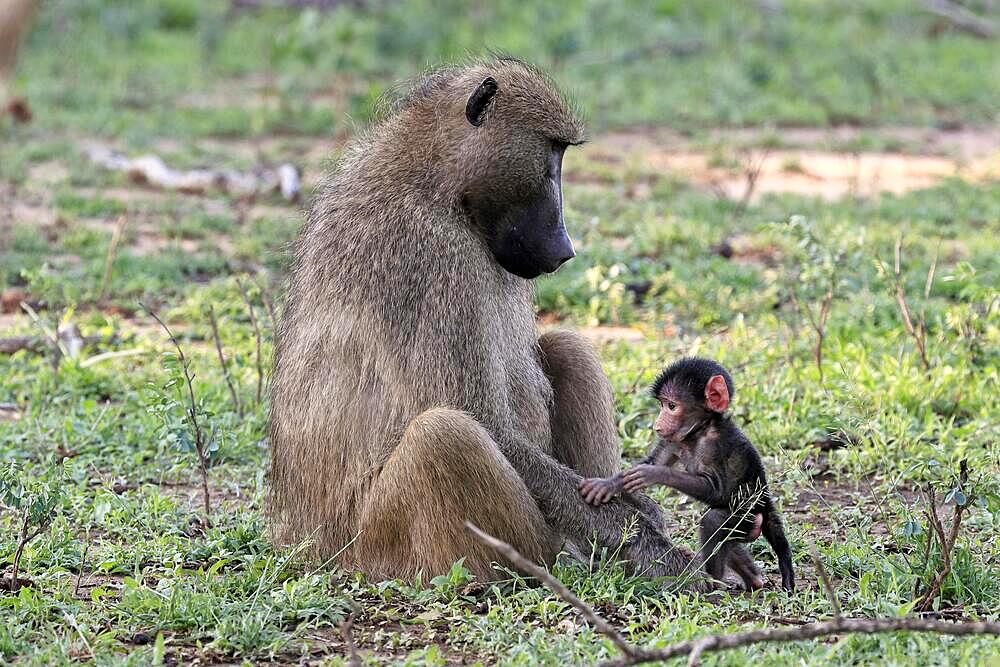 Bear baboon, chacma baboon (Papio ursinus), adult, female, mother, young, baby, social behaviour, relaxed, Kruger National Park, South Africa, Africa