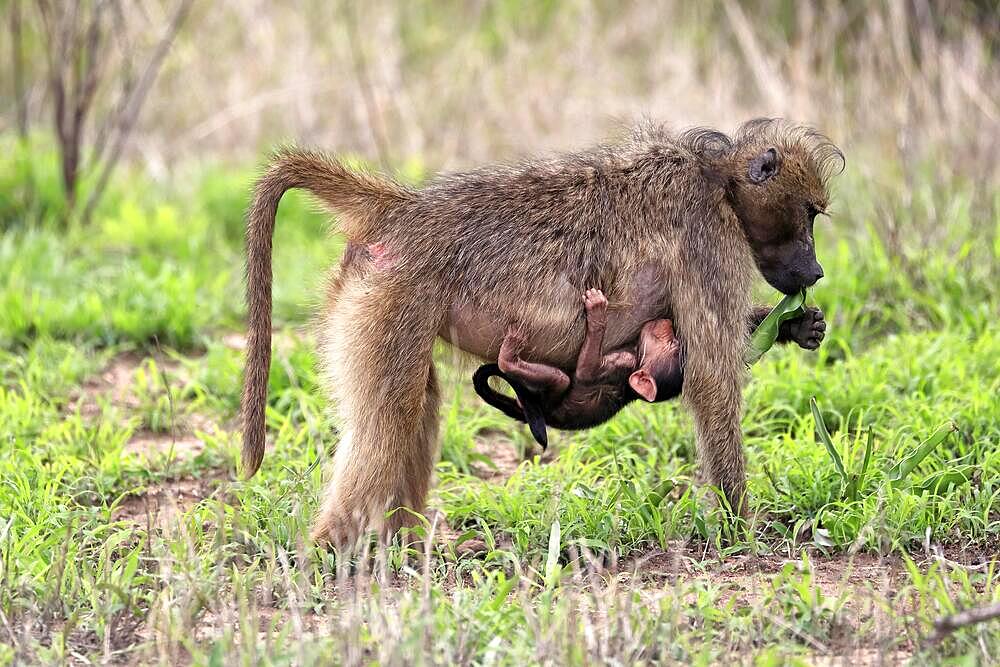 Bear baboon, chacma baboon (Papio ursinus), adult, female, mother, with young, baby, foraging, feeding, Kruger National Park, South Africa, Africa