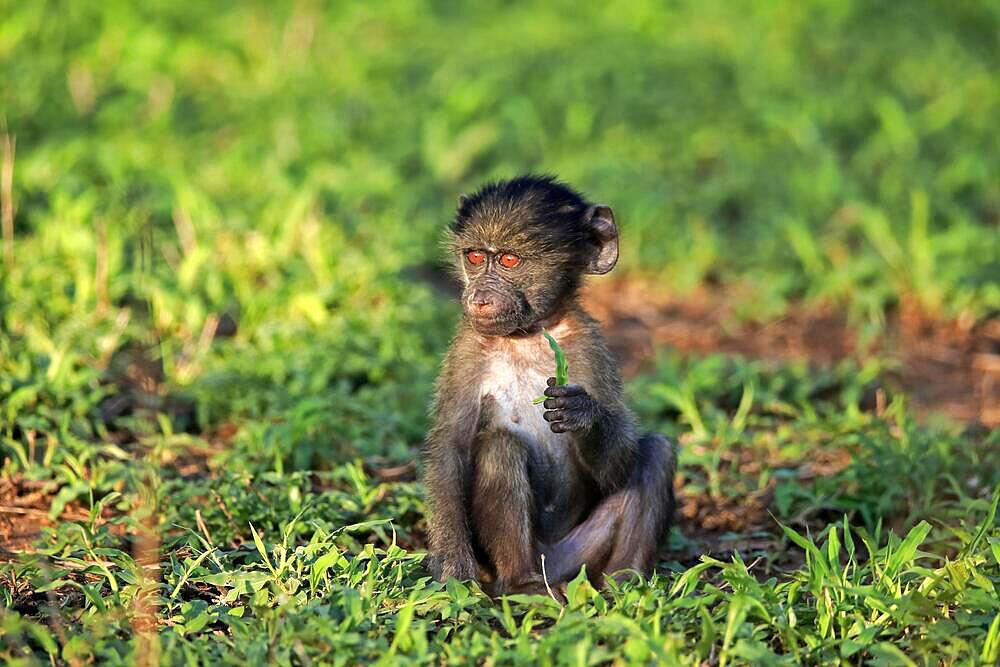 Bear baboon, chacma baboon (Papio ursinus), young, sitting, on ground, with food, alert, Kruger National Park, South Africa, Africa