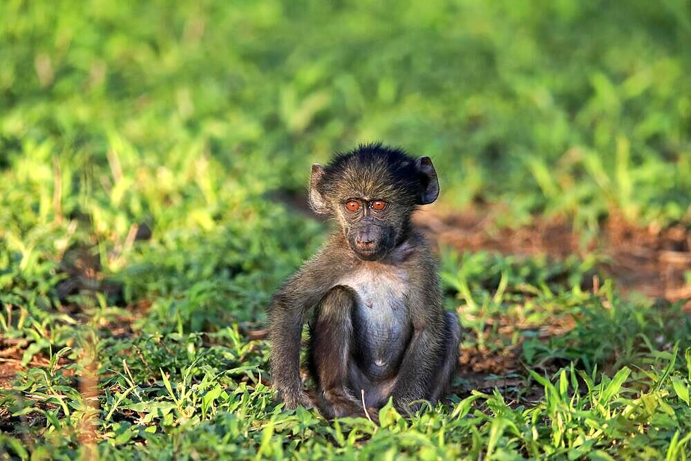 Bear baboon, chacma baboon (Papio ursinus), young, sitting, on ground, alert, Kruger National Park, South Africa, Africa