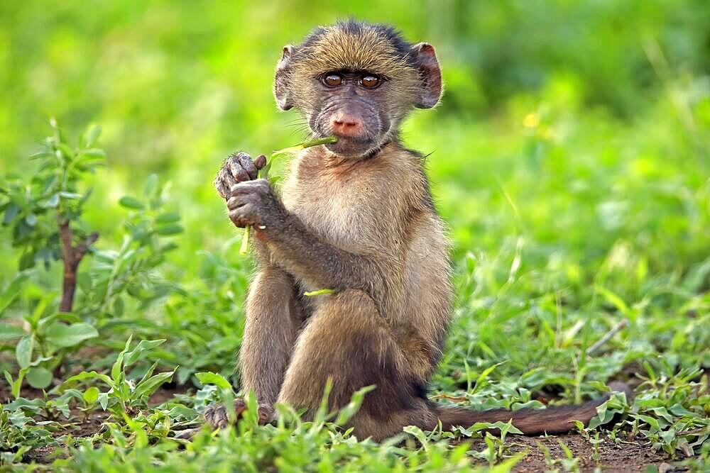 Bear baboon, chacma baboon (Papio ursinus), young, sitting, on ground, with food, feeding, alert, Kruger National Park, South Africa, Africa