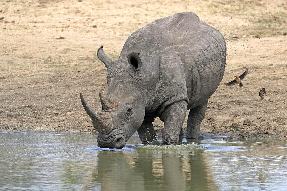 White rhinoceros (Ceratotherium simum), adult, at the water, drinking, Sabi Sand Game Reserve, Kruger National Park, South Africa, Africa