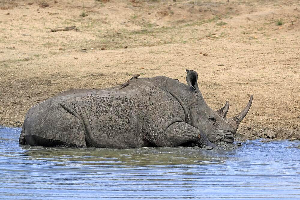 White rhinoceros (Ceratotherium simum), adult, in water, bathing, Sabi Sand Game Reserve, Kruger National Park, South Africa, Africa