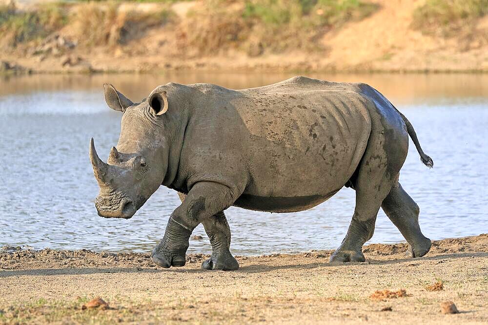 White rhinoceros (Ceratotherium simum), adult, at the water, running, Sabi Sand Game Reserve, Kruger National Park, South Africa, Africa