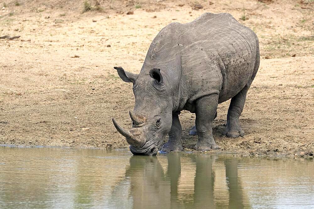 White rhinoceros (Ceratotherium simum), adult, at the water, drinking, Sabi Sand Game Reserve, Kruger National Park, South Africa, Africa