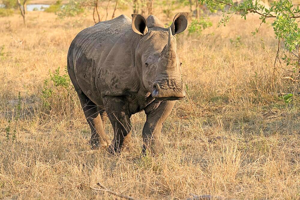 White rhinoceros (Ceratotherium simum), adult, foraging, Sabi Sand Game Reserve, Kruger National Park, South Africa, Africa