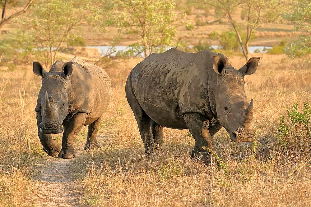 White rhinoceros (Ceratotherium simum), adult, running, two animals, Sabi Sand Game Reserve, Kruger National Park, South Africa, Africa