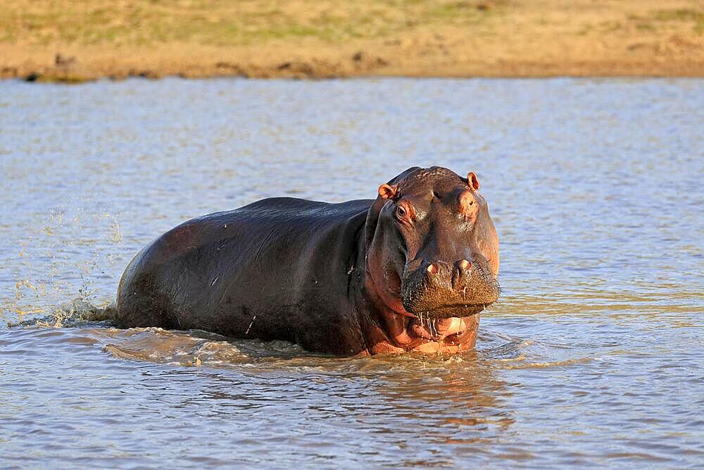 Hippopotamus (Hippopatamus amphibius), adult, in water, Sabi Sand Game Reserve, Kruger National Park, South Africa, Africa