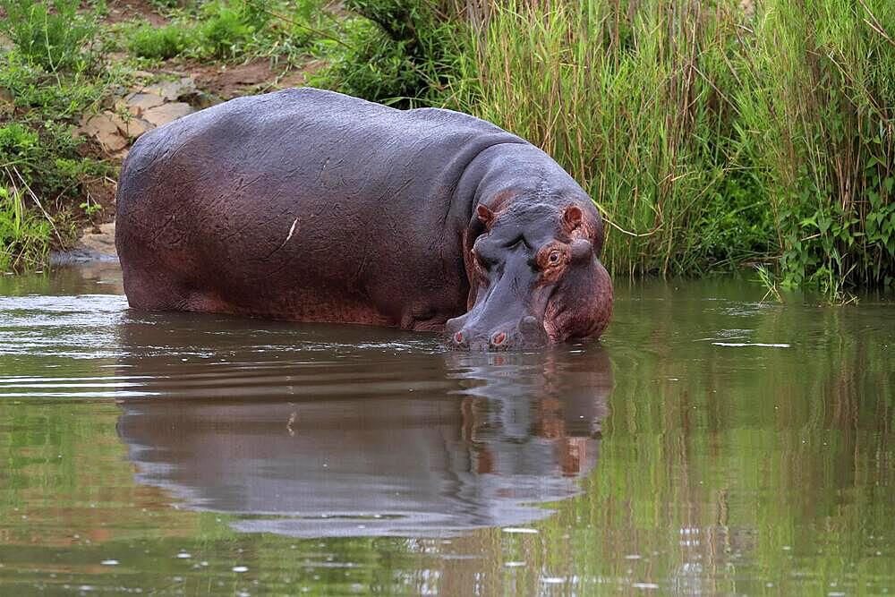 Hippopotamus (Hippopatamus amphibius), adult, in water, standing, on bank, Kruger National Park, South Africa, Africa