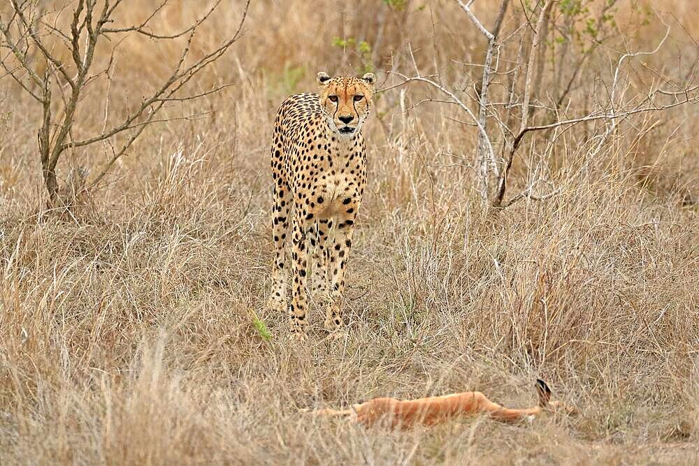 Cheetah (Acinonyx jubatus), adult, alert, prey, Sabi Sand Game Reserve, Kruger National Park, South Africa, Africa