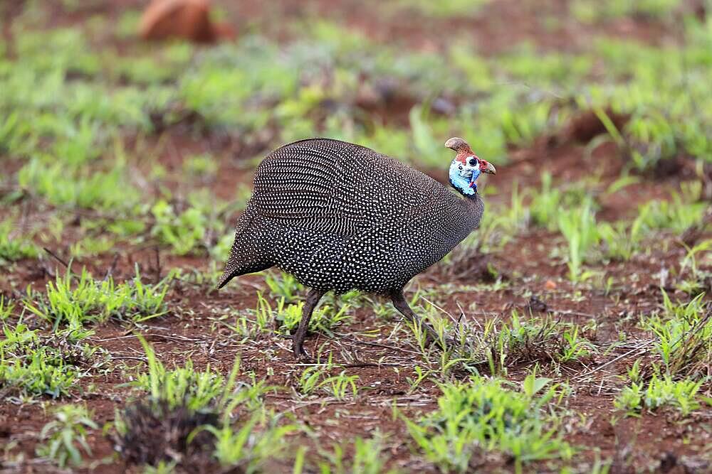 Helmeted Guineafowl (Numida meleagris), adult, running, Kruger National Park, South Africa, Africa