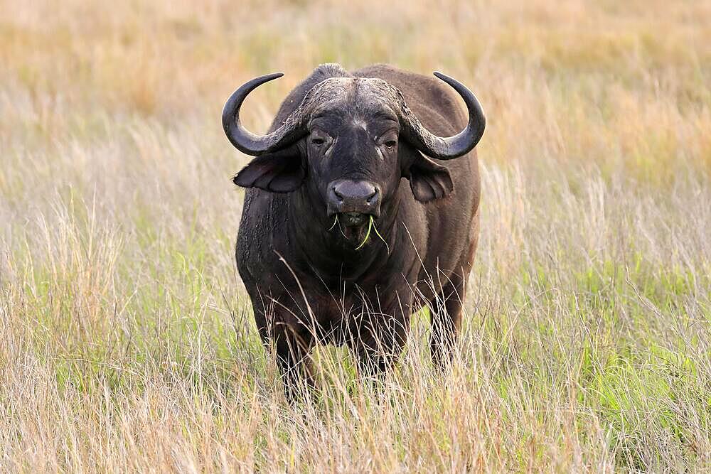 Cape buffalo, black buffalo, African buffalo (Syncerus caffer), adult, feeding, Kruger National Park, South Africa, Africa