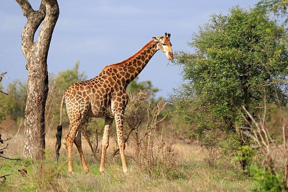 Southern giraffe (Giraffa camelopardalis giraffa), adult, feeding, foraging, Kruger National Park, South Africa, Africa