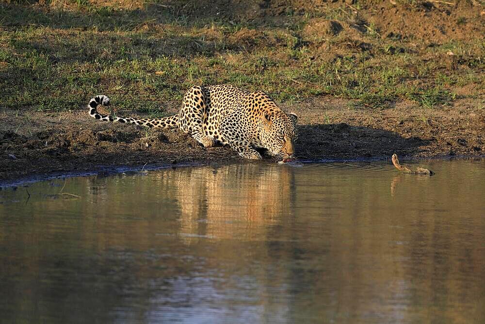 Leopard (Panthera pardus), adult, drinking, at the water, at the waterhole, Sabi Sand Game Reserve, Kruger National Park, South Africa, Africa