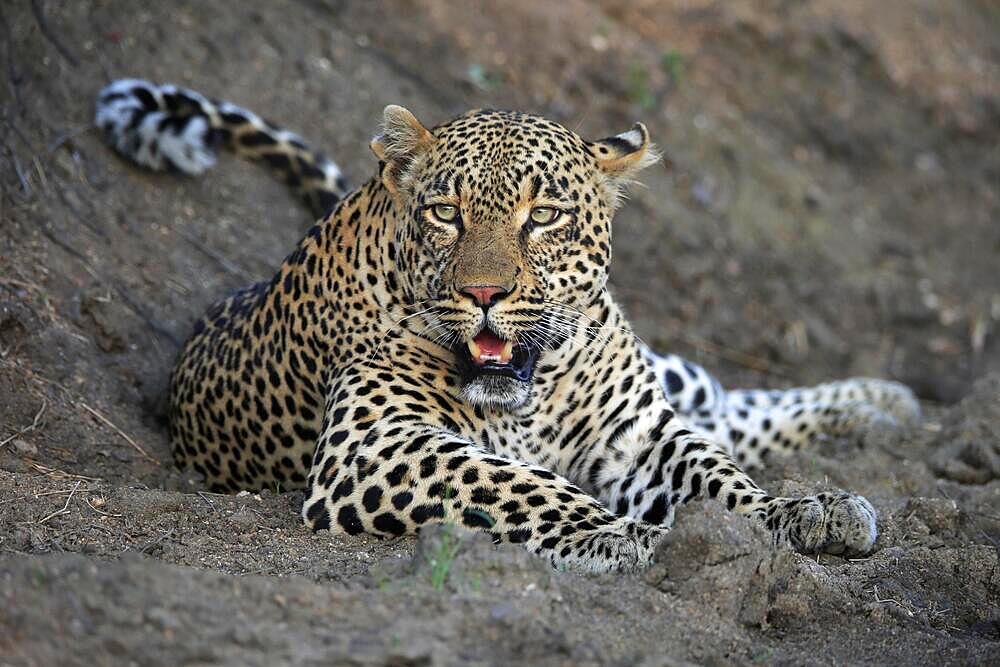 Leopard (Panthera pardus), adult, observed, alert, lying, on ground, Sabi Sand Game Reserve, Kruger National Park, South Africa, Africa