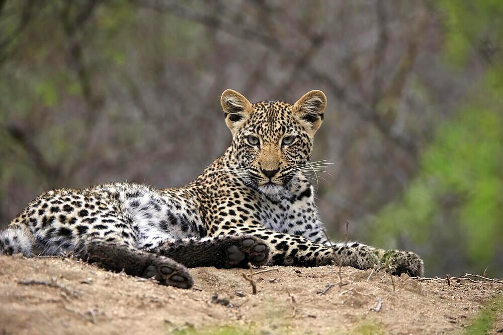 Leopard (Panthera pardus), adult, observed, alert, lying, on ground, Sabi Sand Game Reserve, Kruger National Park, South Africa, Africa