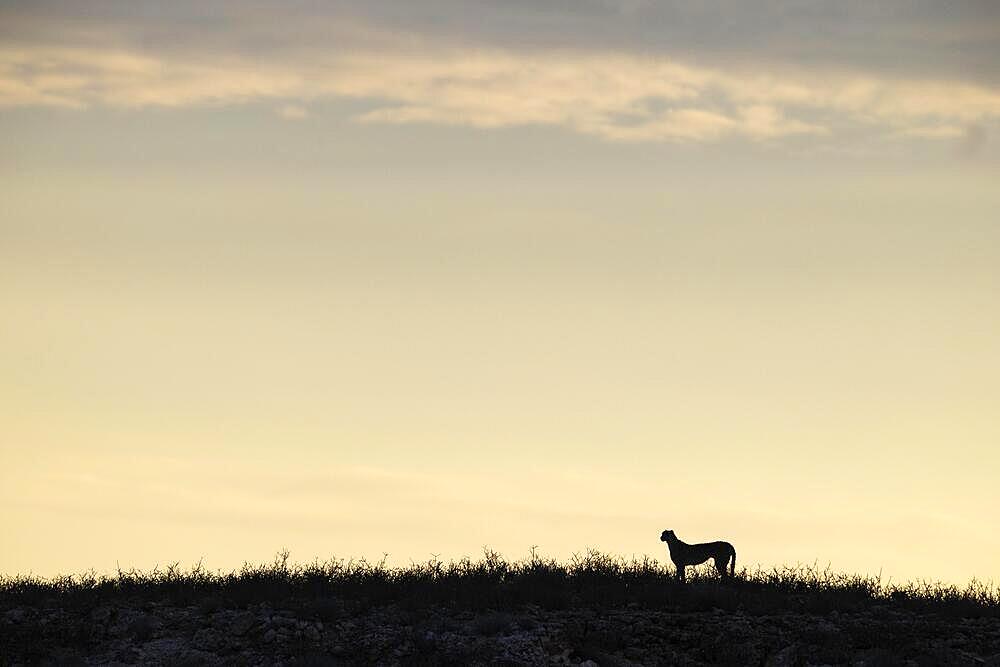 Cheetah (Acinonyx jubatus), Kalahari Desert, Kgalagadi Transfrontier Park, South Africa, Africa