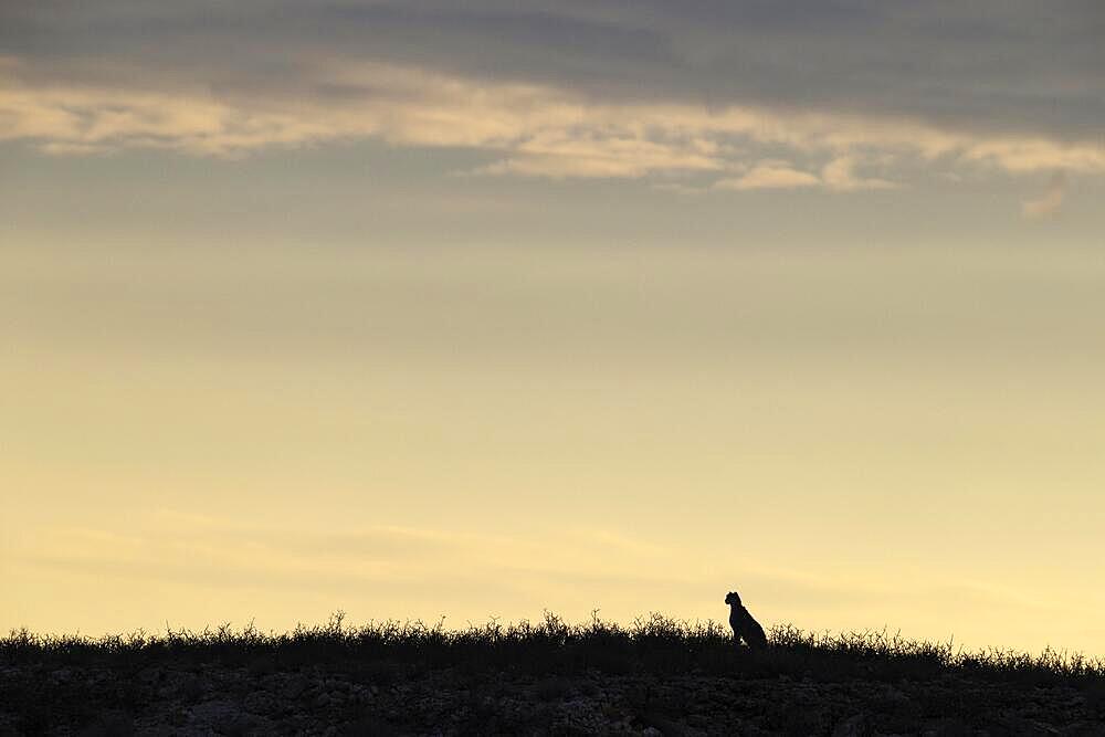 Cheetah (Acinonyx jubatus) . On a rocky ridge. Kalahari Desert, Kgalagadi Transfrontier Park, South Africa, Africa