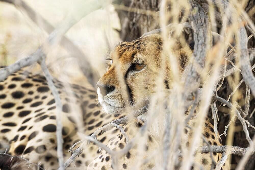 Cheetah (Acinonyx jubatus) . Female. Resting. Kalahari Desert, Kgalagadi Transfrontier Park, South Africa, Africa