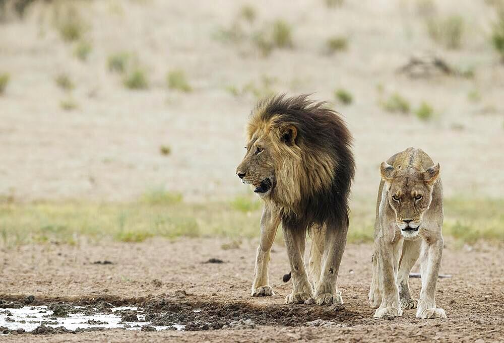 Lion (Panthera leo) . Pair at a waterhole. Kalahari Desert, Kgalagadi Transfrontier Park, South Africa, Africa