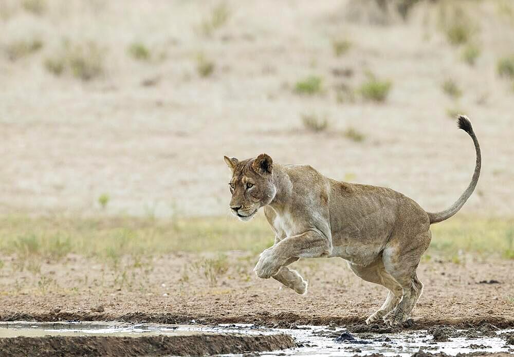 Lion (Panthera leo) . Female. Jumping over the muddy part of a waterhole. Kalahari Desert, Kgalagadi Transfrontier Park, South Africa, Africa