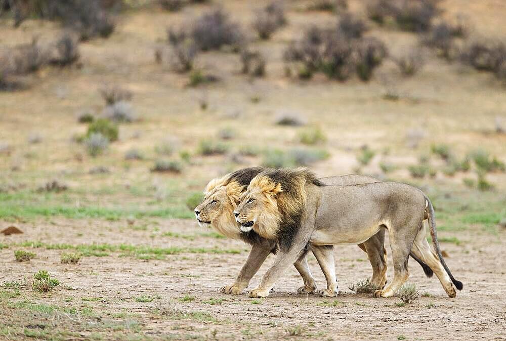 Lion (Panthera leo) . Two males. Walking. Kalahari Desert, Kgalagadi Transfrontier Park, South Africa, Africa