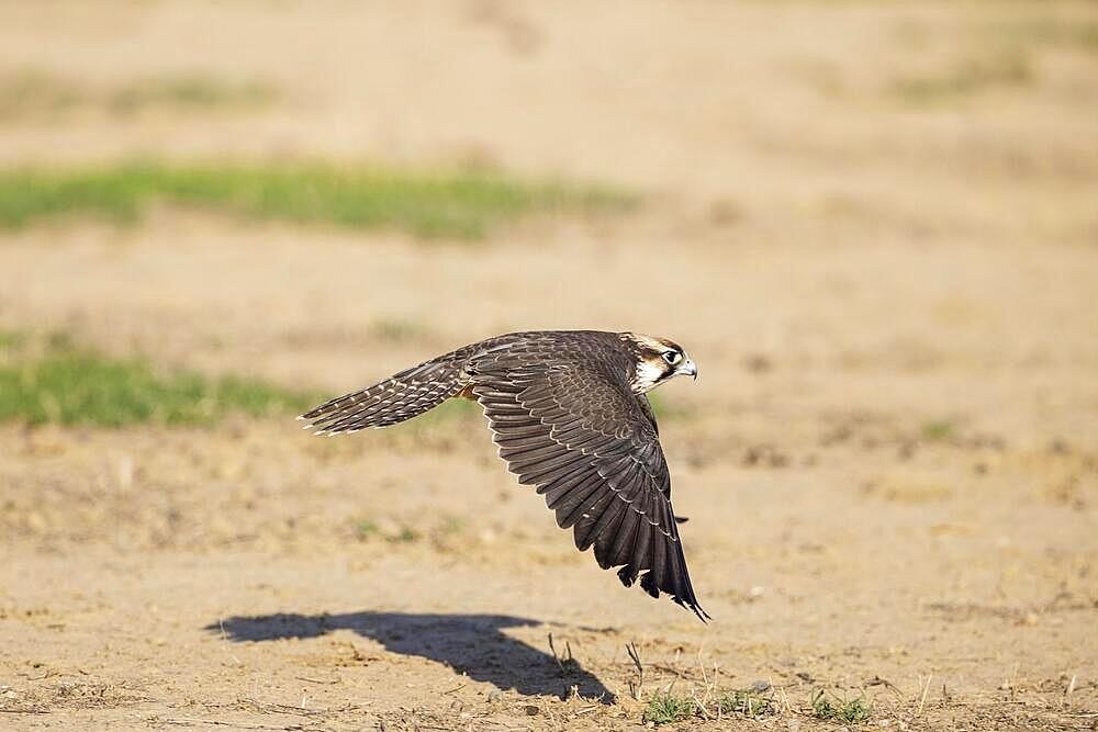 Lanner Falcon (Falco biarmicus) . Flying. Kalahari Desert, Kgalagadi Transfrontier Park, South Africa, Africa