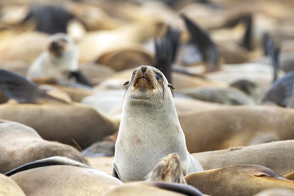 Cape Fur Seal (Arctocephalus pusillus) . Cape Cross Seal Reserve, Skeleton Coast, Dorob National Park, Namibia, Africa