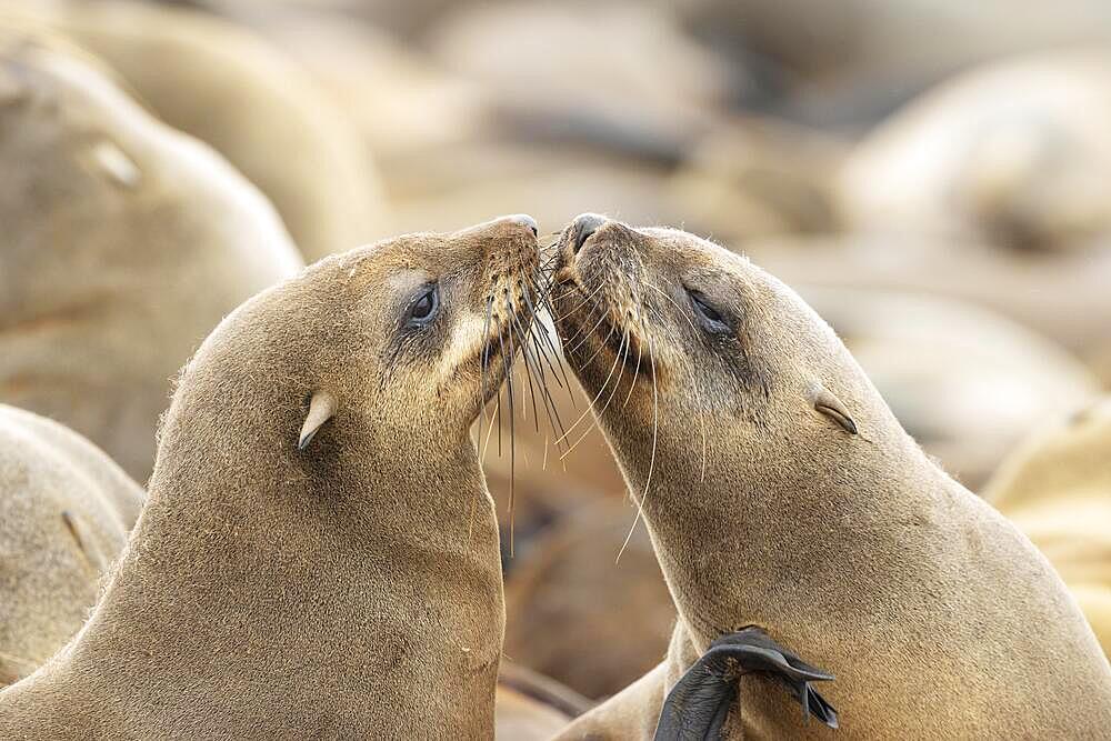 Cape Fur Seal (Arctocephalus pusillus) . Social contact. Cape Cross Seal Reserve, Skeleton Coast, Dorob National Park, Namibia, Africa