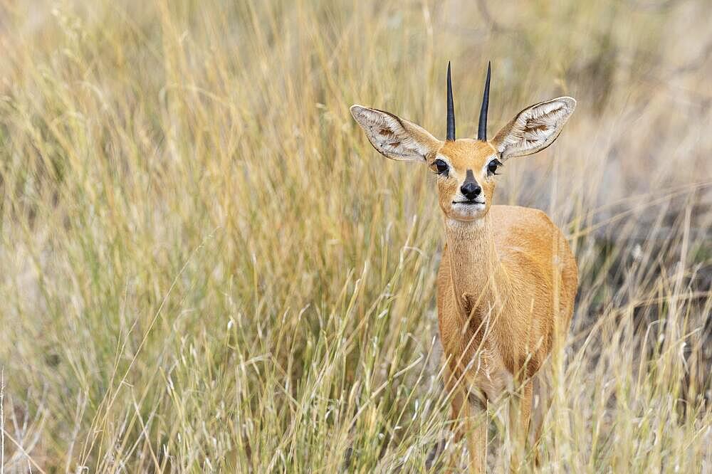 Steenbok (Raphicerus campestris) . Male. Kalahari Desert, Kgalagadi Transfrontier Park, South Africa, Africa