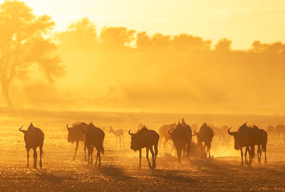 Blue Wildebeest (Connochaetes taurinus) . Herd at sunrise. Behind them a group of springbok (Antidorcas marsupialis) . Kalahari Desert, Kgalagadi Transfrontier Park, South Africa, Africa