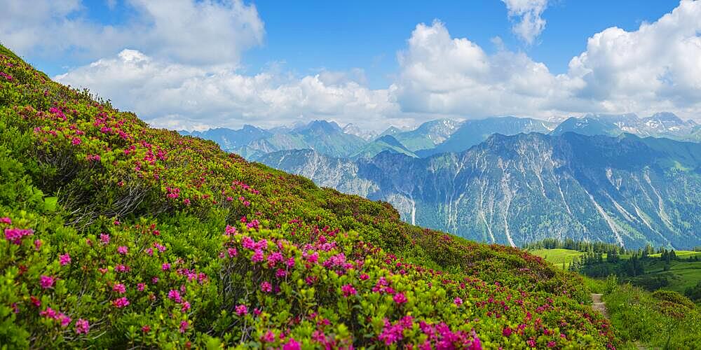 Alpine rose blossom, panorama from Fellhorn, 2038m, to Hoefats, 2259m, and other Allgaeu mountains, Allgaeu Alps, Allgaeu, Bavaria, Germany, Europe