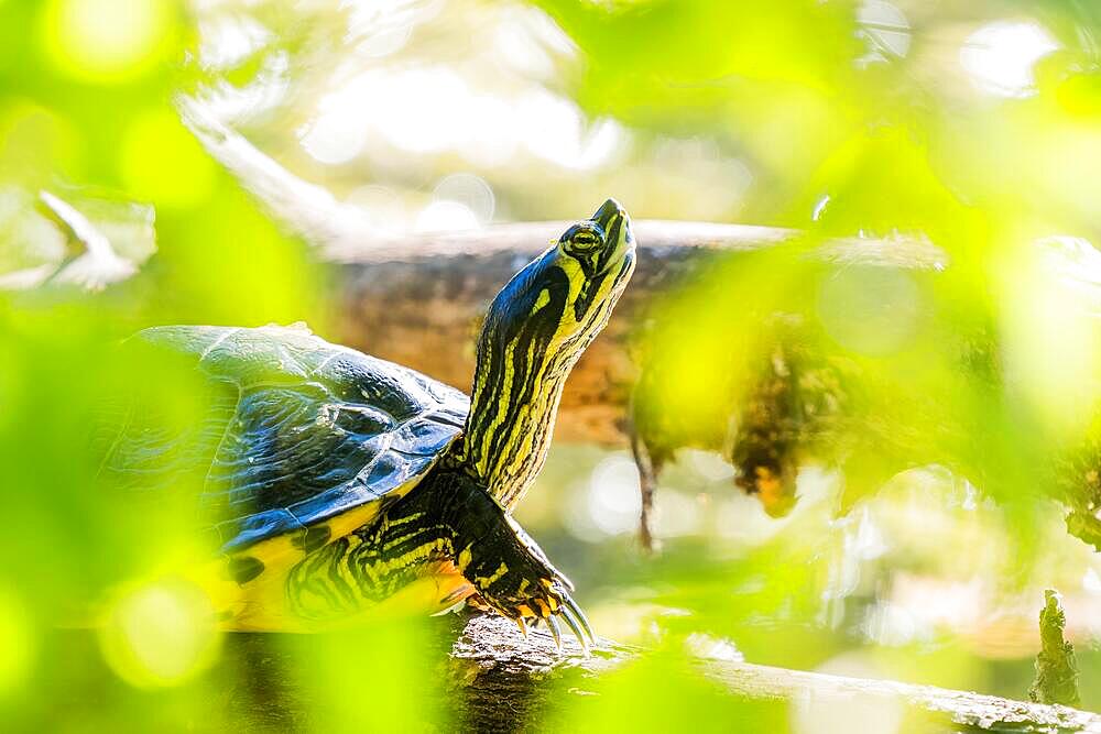 Yellow-bellied slider (Trachemys scripta scripta), animal portrait, Hesse, Germany, Europe