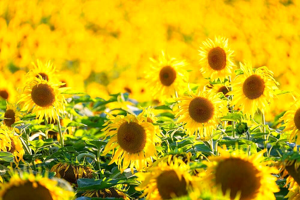 Sunflower (Helianthus annuus), field, agricultural plant, Ringgenbach, Messkirch, Sigmaringen district, Upper Danube nature park Park, Baden-Wuerttemberg, Germany, Europe