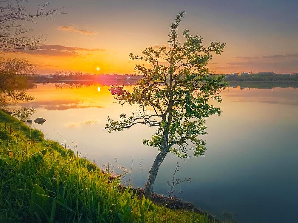 Sundown scene at the lake with a single tree on the shore. Vibrant sunset reflecting in the pond calm water. Idyllic spring landscape