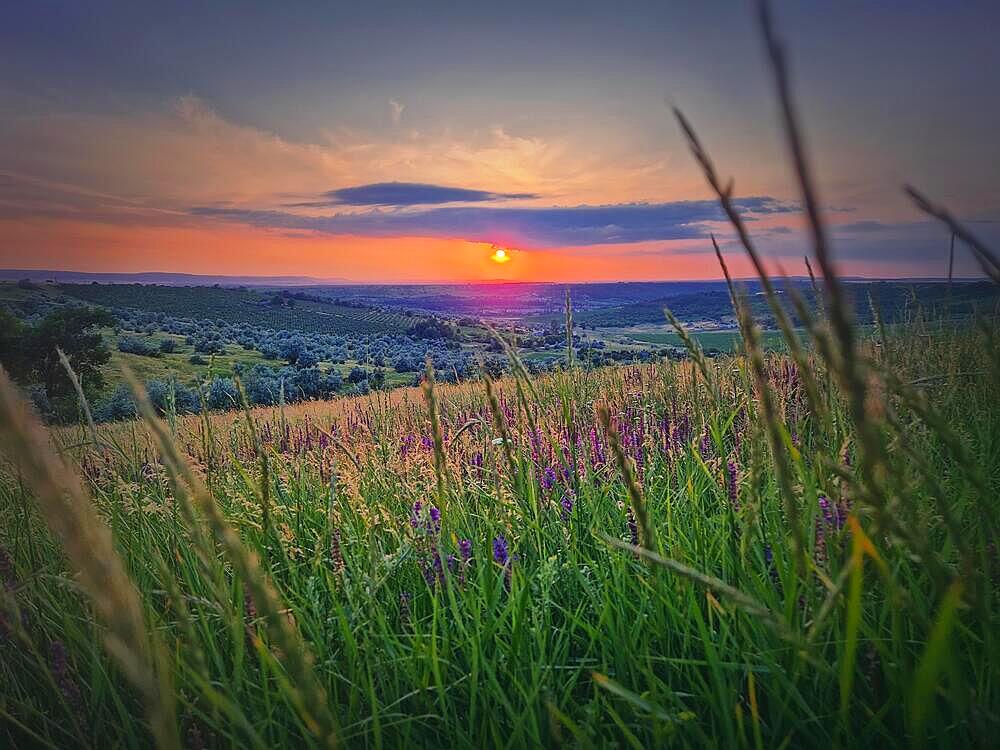 Summer sunset landscape with a view over the green valley with purple flowers