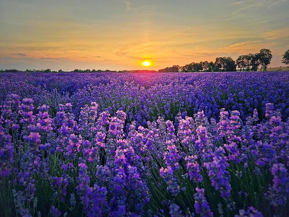 Idyllic view of blooming lavender (lavandula) field. Beautiful purple blue flowers in warm summer sunset light. Fragrant plants blossoms in the meadow