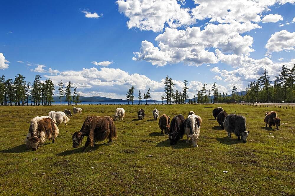 Yaks, Lake Khuvsgul, Mongolia, Asia